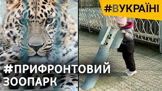 Российские Ракеты В Николаевском Зоопарке. Как Мир Спасал Животных? | #Вукраїні