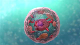 Biyoloji: Hücre Yapısı | Animasyonlu Anlatım