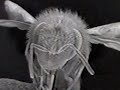 A Tour of a Bee