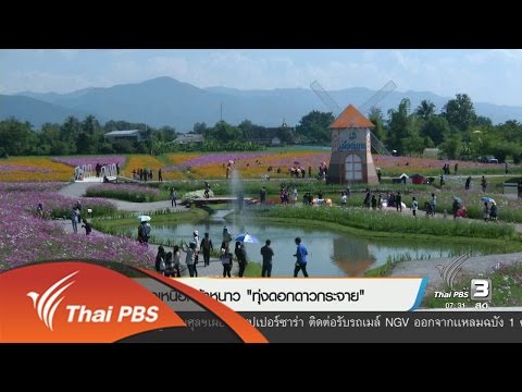 เที่ยวเหนือหน้าหนาว "ทุ่งดอกดาวกระจาย" (30 ธ.ค. 59)