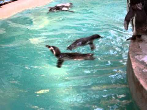 千葉市動物公園　ペンギン