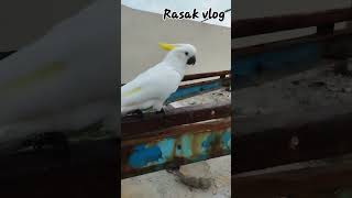Macau In Maldives Macaurasak Vlog