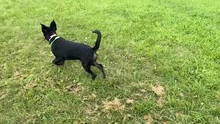 Come Meet Chloe the Lab / Aussie