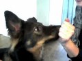 Leer je hond targetten op een post-it