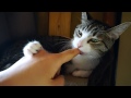 猫 vs 人差し指 - Cat vs Index finger -