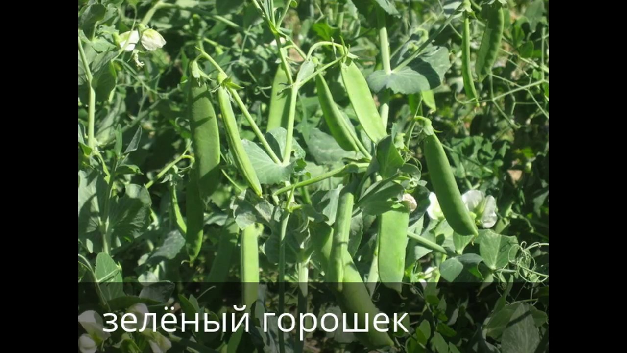 Посадка зелёного горошка Посадка зелёного горошка