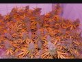 Northern Lights x Big Bud World Of Seeds