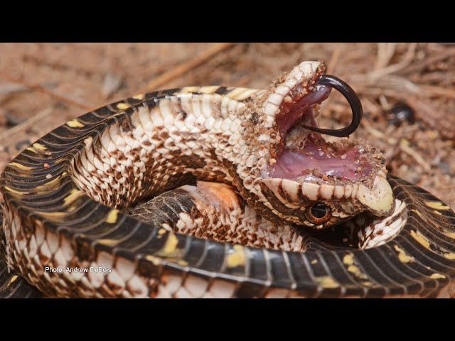 Watch Field Note: Oklahoma's Hog-nosed Snakes on YouTube.