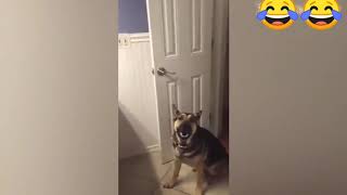 Funny dog and cat part 1