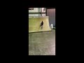 Brett Banasiewicz First Flair Since His Injury!