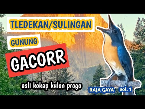 VIDEO : tledekan/sulingan gunung gacor (raja gaya vol 1) - sulingan/tledekan gunung asli dari kokap, kulon progo, yogyakarta. ...