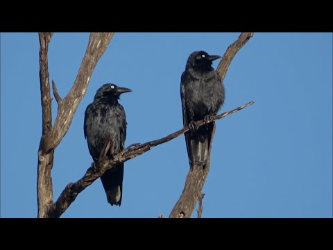 Australian Ravens, Magpies and Wattlebirds chilling out