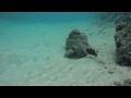 Bora Bora Shark and Ray