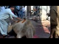 Qurbani of Camel by Abdul Hadi