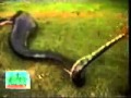 snake swallows a woman..flv