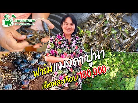 ชมสวนเกษตรกรไทย l EP 15 ตอนฟาร์มแมงดานา ปูนา ขายออนไลน์ สร้างรายได้หลัก1,000,000 ต่อปี