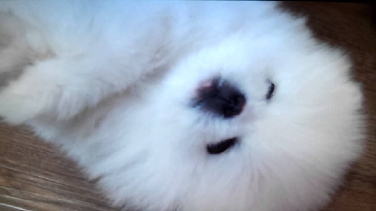 teacup pomeranian puppies for sale 250 micro teacup pomeranian puppies for sale teacup pomeranian puppies for sale 250 micro teacup pomeranian puppies for sale