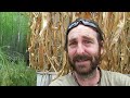 Front yard wicking garden update. Harvests, a spicy problem & compost. 6th Jan 2014.