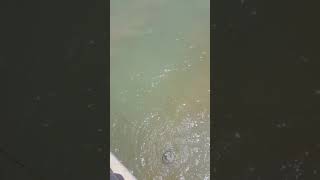 When you're trying your luck for a few Mud Crabs off the jetty and this happens...