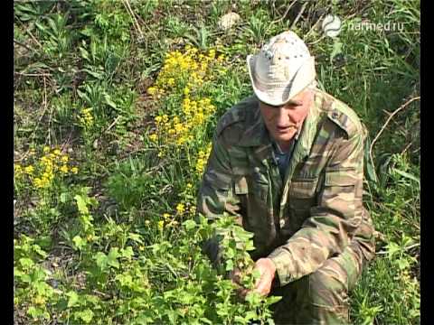 Как посадить смородину черную весной Как посадить смородину черную весной