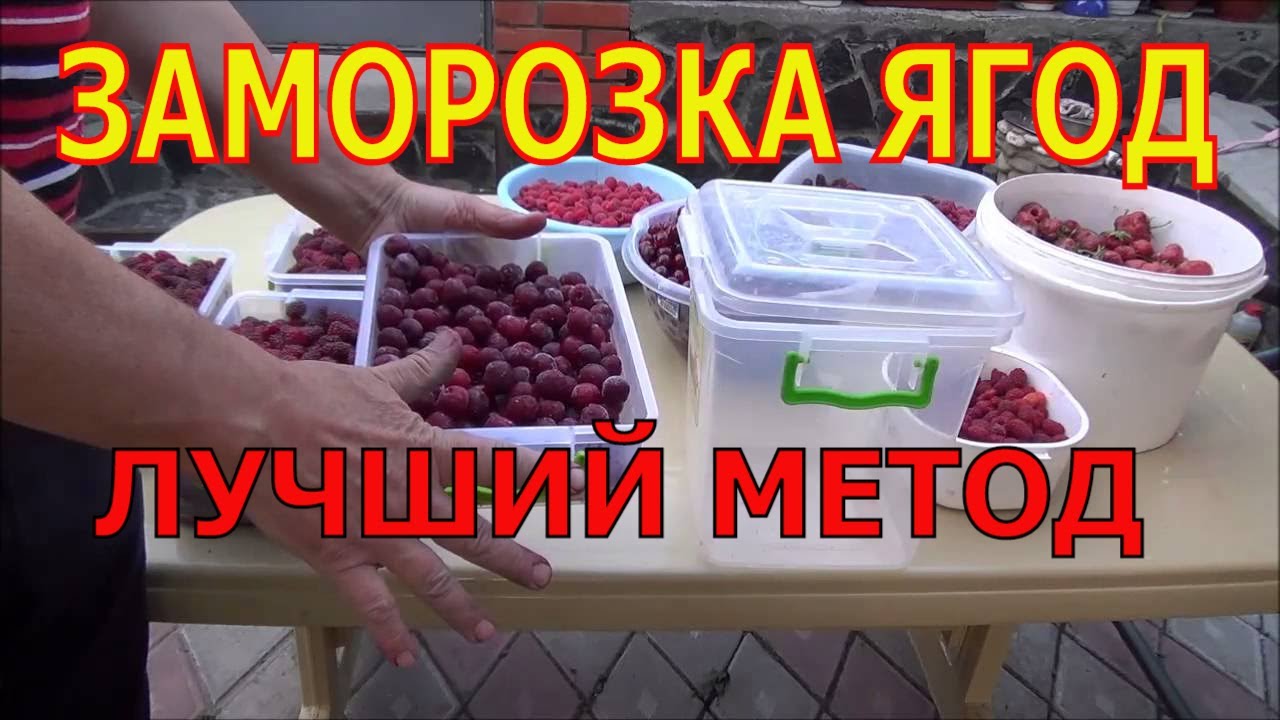 Цветы которые можно сажать по тюльпанам 84