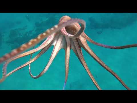 Octopus In Hawai’i