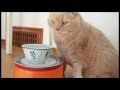 Scottish Fold kitten for life! Munchkin British Shorthair cat, cutest fold-eared kitty running