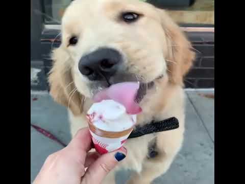 Baby Animals Funny Cats and Dogs s Compilation 2019 nicht lach challenge / not laugh challenge
