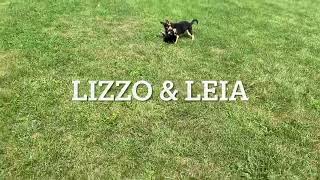 German Shepherd Mix Puppies