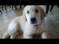 golden retreiver