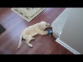 golden retreiver