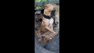 Apbt Pit Bull Climbs Tree Reddy Mayday Machobuck Mal Kant Blood, Redboy Jocko Bolio Tombstone