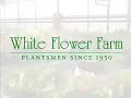 Annual Plants