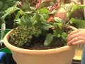 Annual Plants