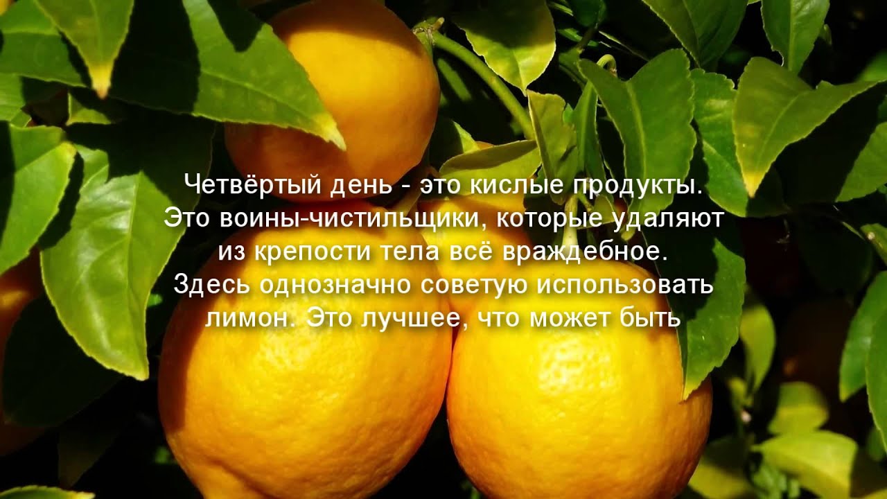 очищение кишечника от паразитов очищение кишечника от паразитов