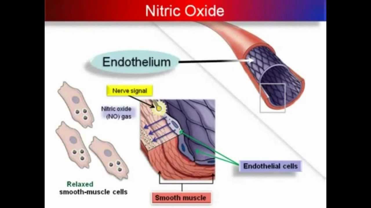 Oxido Nitrico y la enfermedad Cardiovascular - YouTube Oxido Nitrico y la enfermedad Cardiovascular - YouTube