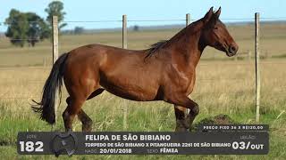 LOTE 182 - CAVALO CRIOULO (POTRAS) - LEILÃO SÃO BIBIANO 2021