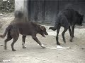 garat e qenve