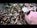 La amanita pantherina ( toxica alucinogena ) y la amanita rubescen (comestible )