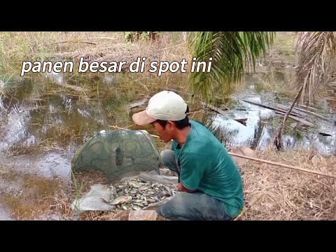 set fish traps using surefire bait, the results are abundant