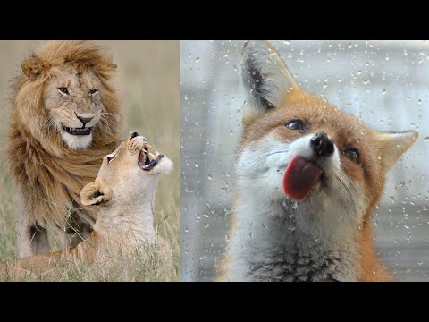 Highlights of Animals - VERY FUNNY ANIMALS