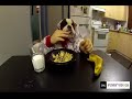 Highlights of Animals - VERY FUNNY ANIMALS