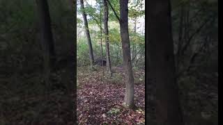 Pitbull Climbs Tree