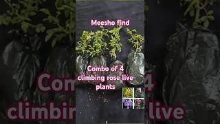 Combo Of 4 Climbing Rose Plant