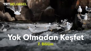Yok Olmadan Keşfet Mikrobiyalitler Ve İnci Kefali Göçü Trt Belgesel