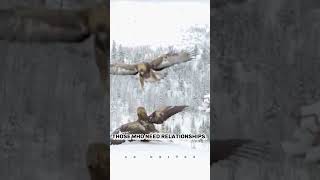 Eagle Atude Whats Up Status