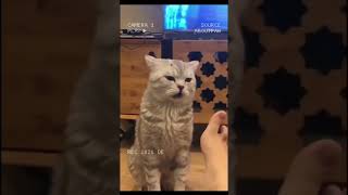 Funny Cats Smells Sock And Sniffing