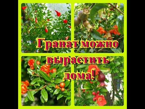 Посадка саженца граната в домашних условиях