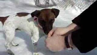 Marquette County Humane Society - Jack