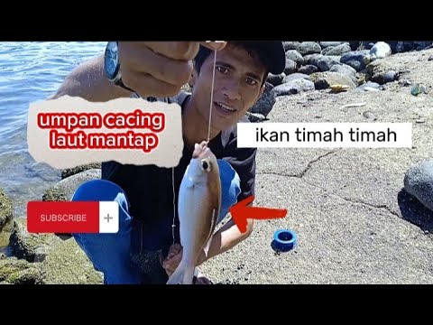 gak ada obat kalau umpan cacing laut.semua jenis ikan di laut di hajarnya#matapancing#pancing#laut